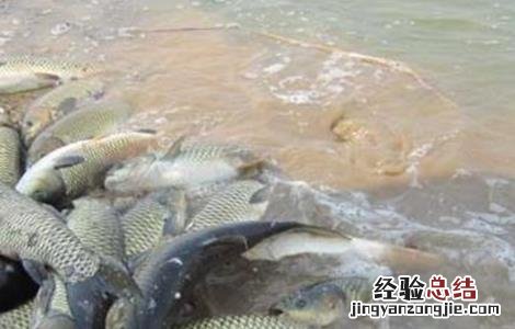 草鱼厌食的原因及防治方法图解 草鱼厌食的原因及防治方法