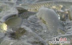 草鱼厌食的原因及防治方法图解 草鱼厌食的原因及防治方法