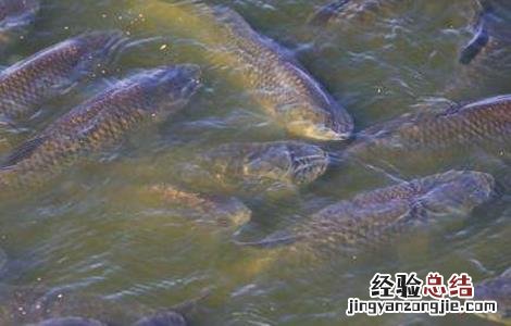 草鱼厌食的原因及防治方法图解 草鱼厌食的原因及防治方法