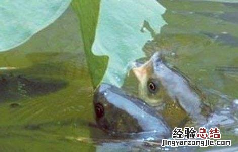 草鱼厌食的原因及防治方法图解 草鱼厌食的原因及防治方法