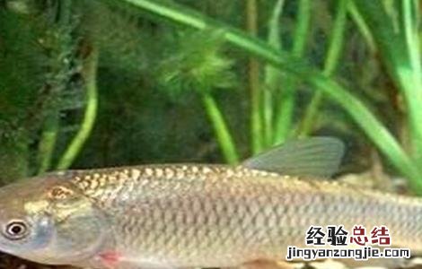 草鱼厌食的原因及防治方法图解 草鱼厌食的原因及防治方法