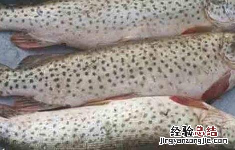 狗鱼的养殖技术 狗鱼怎么养殖