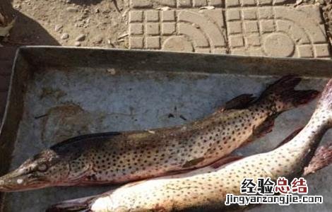 狗鱼的养殖技术 狗鱼怎么养殖