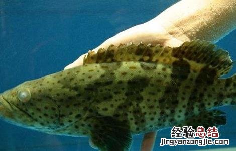 老虎斑的养殖技术 老虎斑的育苗技术