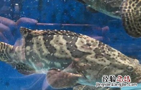 老虎斑的养殖技术 老虎斑的育苗技术