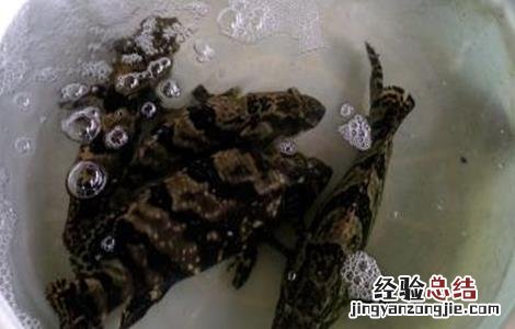 老虎斑的养殖技术 老虎斑的育苗技术