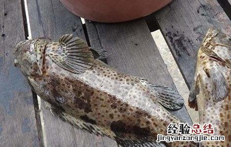 老虎斑的养殖技术 老虎斑的育苗技术