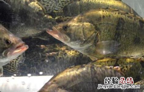 鳜鱼养殖条件及方法 鳜鱼的养殖条件