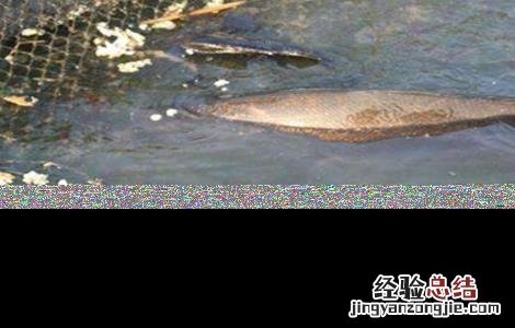 鳜鱼养殖条件及方法 鳜鱼的养殖条件