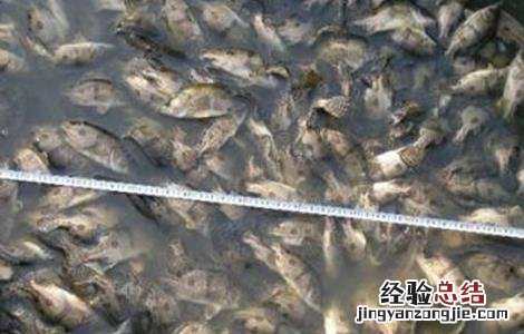 鳜鱼养殖条件及方法 鳜鱼的养殖条件