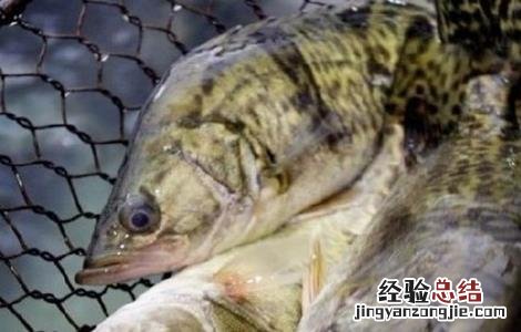 鳜鱼养殖条件及方法 鳜鱼的养殖条件