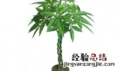 黄绿柴树长怎么样 黄绿财树圪塔的养护与管理