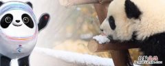 冰墩墩是公的还是母的 冰墩墩是什么样子的