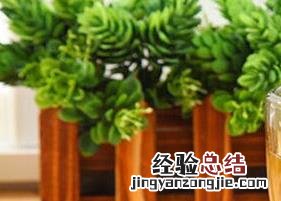 什么茶能明目 什么茶能明目保肝改善干眼症状
