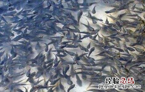 鱼苗放养前处理方法视频 鱼苗放养前处理