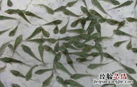 鱼苗放养前处理方法视频 鱼苗放养前处理