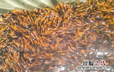 鱼苗放养前处理方法视频 鱼苗放养前处理