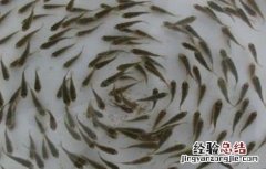 鱼苗放养前处理方法视频 鱼苗放养前处理