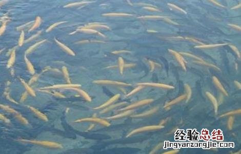 鱼苗放养前处理方法视频 鱼苗放养前处理