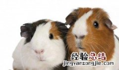 荷兰猪怎么分公母图解 荷兰猪怎么分公母