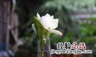 栀子花能晒太阳吗