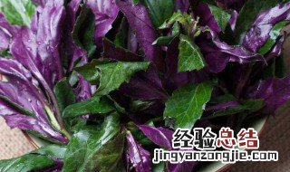 紫背菜的制作方法和配料 紫背菜的制作方法