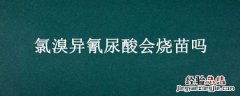氯溴异氰尿酸会烧苗吗 氯溴异氰尿酸能浸种吗