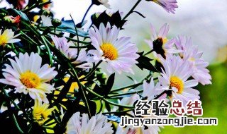 如何使菊花在春季开花呢 如何使菊花在春季开花