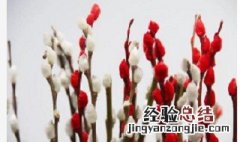 银柳太长如何插花瓶 银柳插花瓶里要放水吗