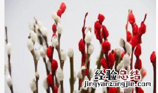 银柳太长如何插花瓶 银柳插花瓶里要放水吗