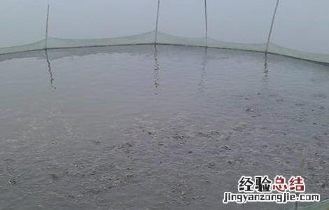 黄颡鱼常见的几种养殖模式图 黄颡鱼常见的几种养殖模式