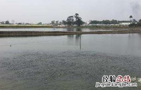 黄颡鱼常见的几种养殖模式图 黄颡鱼常见的几种养殖模式