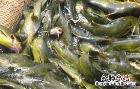 黄颡鱼常见的几种养殖模式图 黄颡鱼常见的几种养殖模式