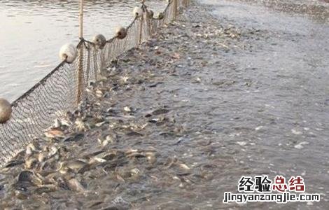 黄颡鱼常见的几种养殖模式图 黄颡鱼常见的几种养殖模式