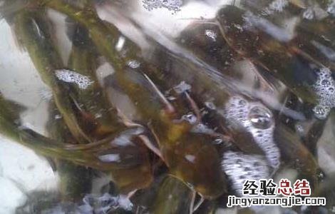 黄颡鱼常见的几种养殖模式图 黄颡鱼常见的几种养殖模式