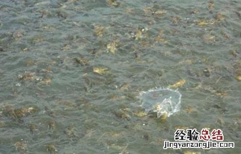黄颡鱼常见的几种养殖模式图 黄颡鱼常见的几种养殖模式