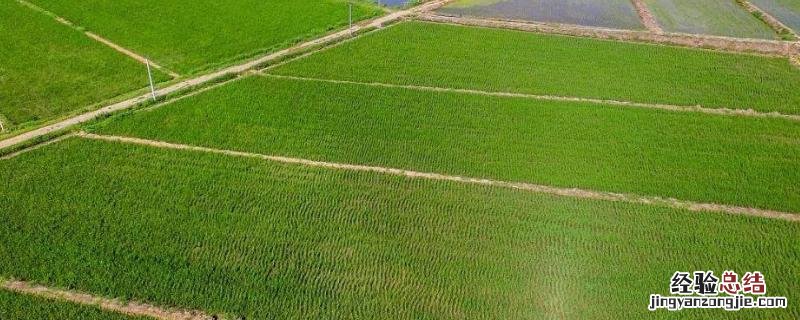 永久基本农田包括哪些地类，养殖用地占用了基本农田怎么处理