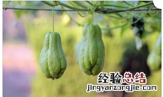 葵瓜什么时候种植 葵瓜怎样种植