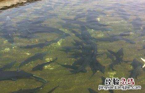 鲟鱼养殖条件 鸭嘴鲟鱼养殖条件