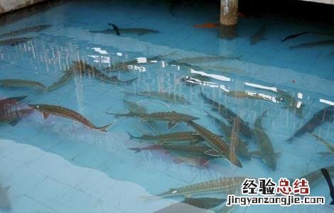 鲟鱼养殖条件 鸭嘴鲟鱼养殖条件