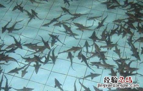 鲟鱼养殖条件 鸭嘴鲟鱼养殖条件