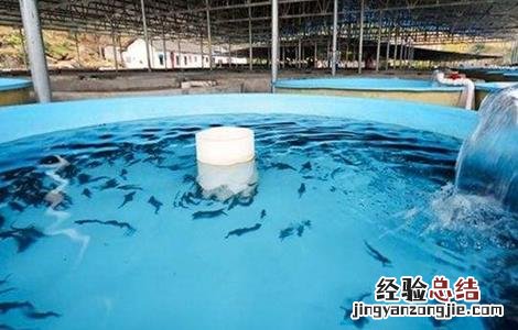 鲟鱼养殖条件 鸭嘴鲟鱼养殖条件