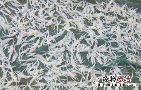银鱼的养殖技术 银鱼饲养技术