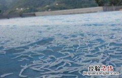银鱼的养殖技术 银鱼饲养技术