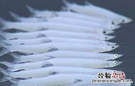 银鱼的养殖技术 银鱼饲养技术