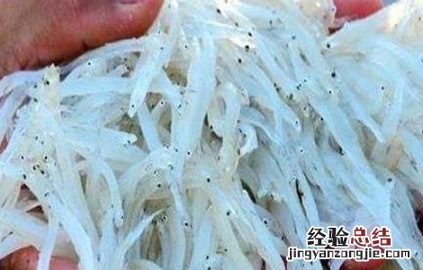 银鱼的养殖技术 银鱼饲养技术
