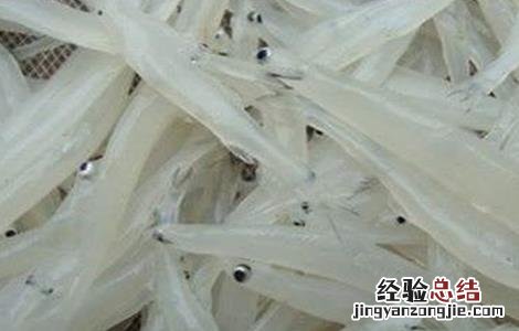 银鱼的养殖技术 银鱼饲养技术