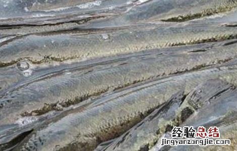 黑鱼养殖的要点 黑鱼养殖的要点是什么