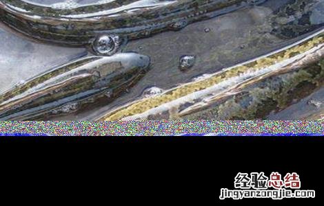 黑鱼养殖的要点 黑鱼养殖的要点是什么