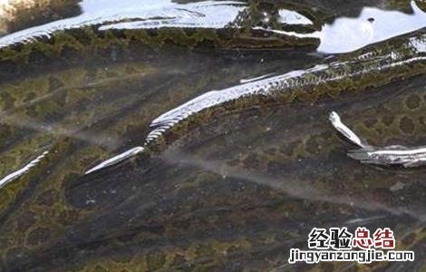 黑鱼养殖的要点 黑鱼养殖的要点是什么